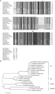 Grouper TRADD Mediates Innate Antiviral Immune Responses and Apoptosis Induced by Singapore Grouper Iridovirus (SGIV) Infection